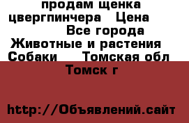 продам щенка цвергпинчера › Цена ­ 15 000 - Все города Животные и растения » Собаки   . Томская обл.,Томск г.